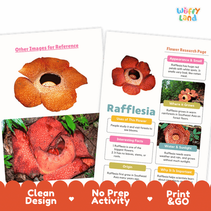 Rafflesia Plant Research Page and Worksheets Print and Go Activity