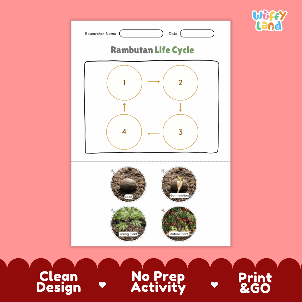 Educational reference chart poster showing the 4 stages of the rambutan life cycle from seed and germination to young seedling and mature fruit-bearing tree