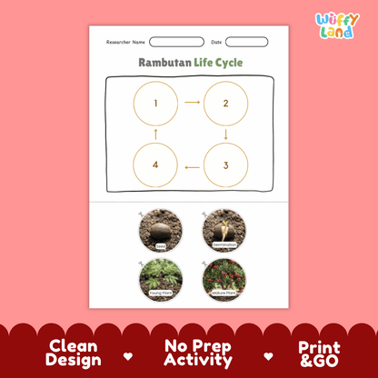 Educational reference chart poster showing the 4 stages of the rambutan life cycle from seed and germination to young seedling and mature fruit-bearing tree