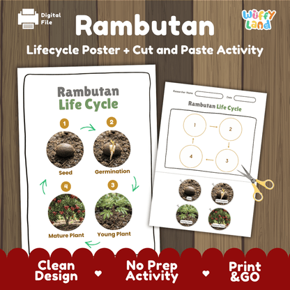 Rambutan tree plant life cycle educational poster and cut and paste printable sequencing activity featuring real photos for elementary science