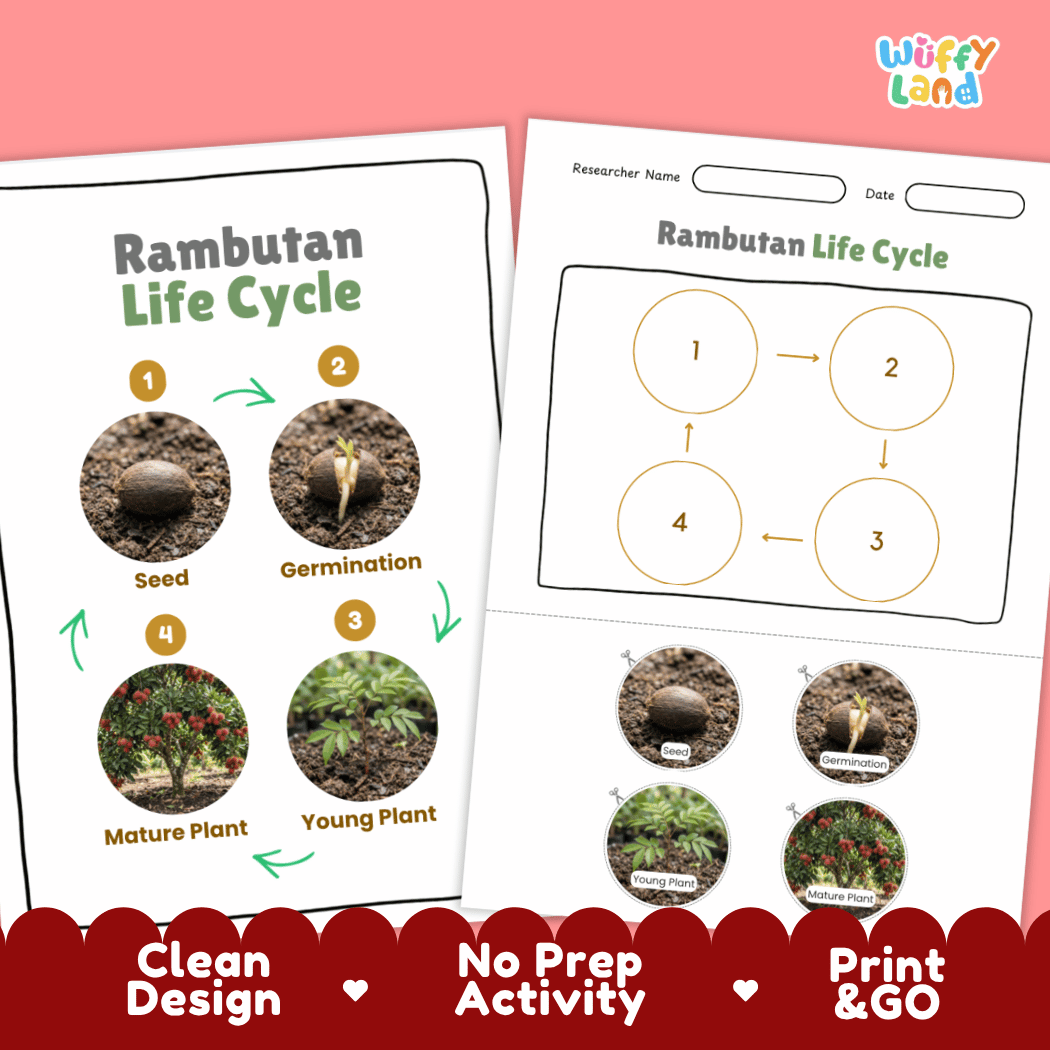 Print and go digital PDF plant science activity featuring clean design layout, researcher name line, and zero prep classroom format