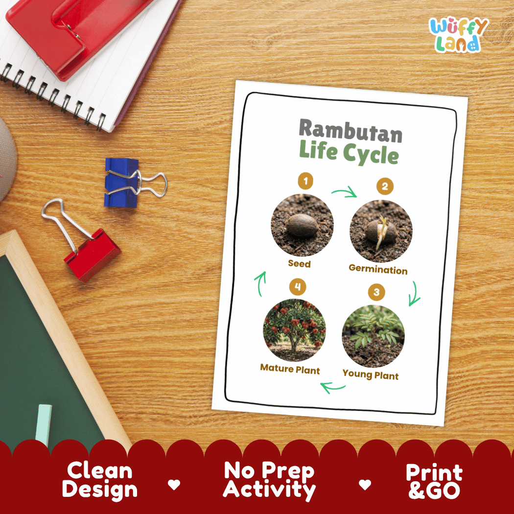 Hands-on cut and paste science worksheet with numbered circular slots for students to sequence real photo stages of a rambutan tree