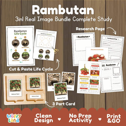 Rambutan tree life cycle 3in1 real image bundle complete study overview featuring cut and paste worksheets, Montessori 3-part cards, and research pages from Wuffy Land 🔴🌱