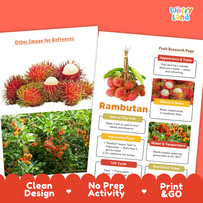 Two printed educational poster pages about Rambutan fruit, shown overlapping on a coral-red background. The pages include photos of rambutan fruit, a plant, and labeled sections such as Appearance & Taste, Where It Grows, Uses of This Fruit, Interesting Facts, Water & Temperature, and Nutritional Value.