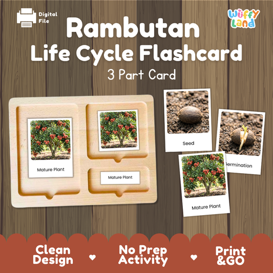 Montessori 3-part nomenclature cards showing authentic photos of rambutan tree growth stages displayed on a wooden tray 🗂️🏷️