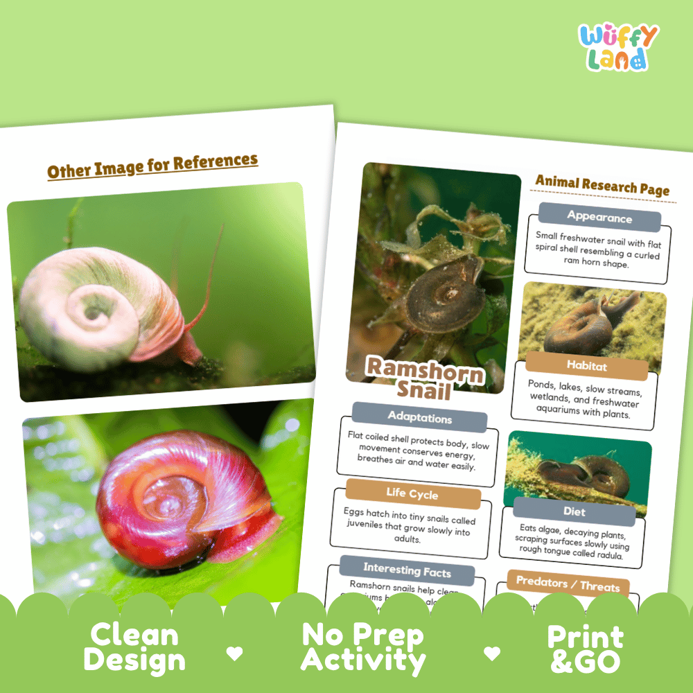 Ramshorn Snail Animal Research Worksheets and Informational Fact Sheets