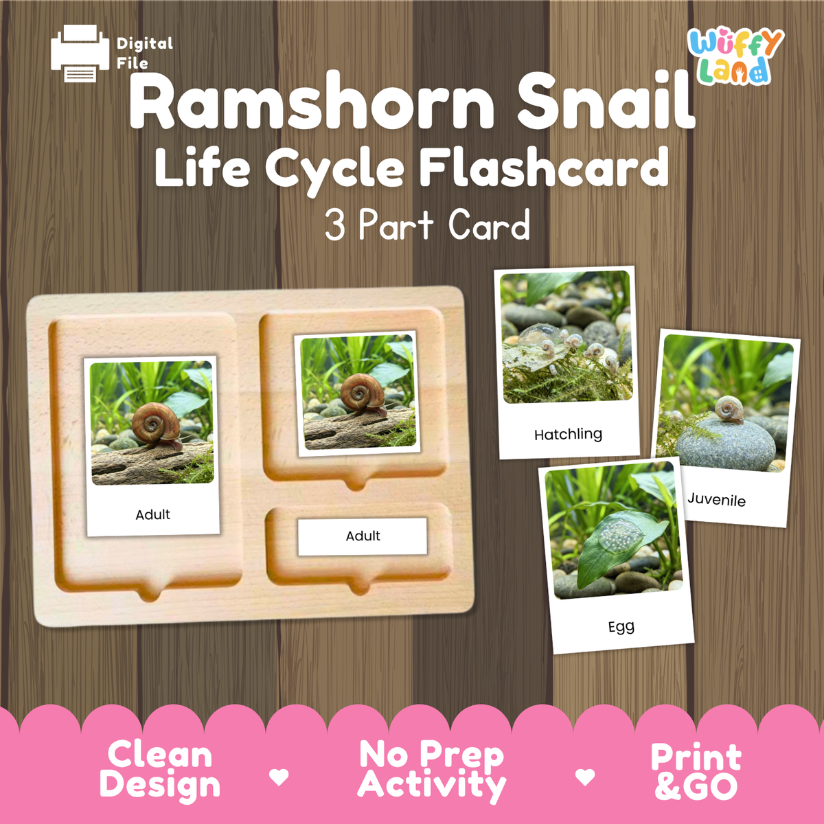 Ramshorn Snail Life Cycle Flashcard set by Wiffy Land, featuring a wooden 3-part card tray with labeled sections for Adult, Hatchling, and Egg, shown alongside sample photo cards on a wood-plank background.
