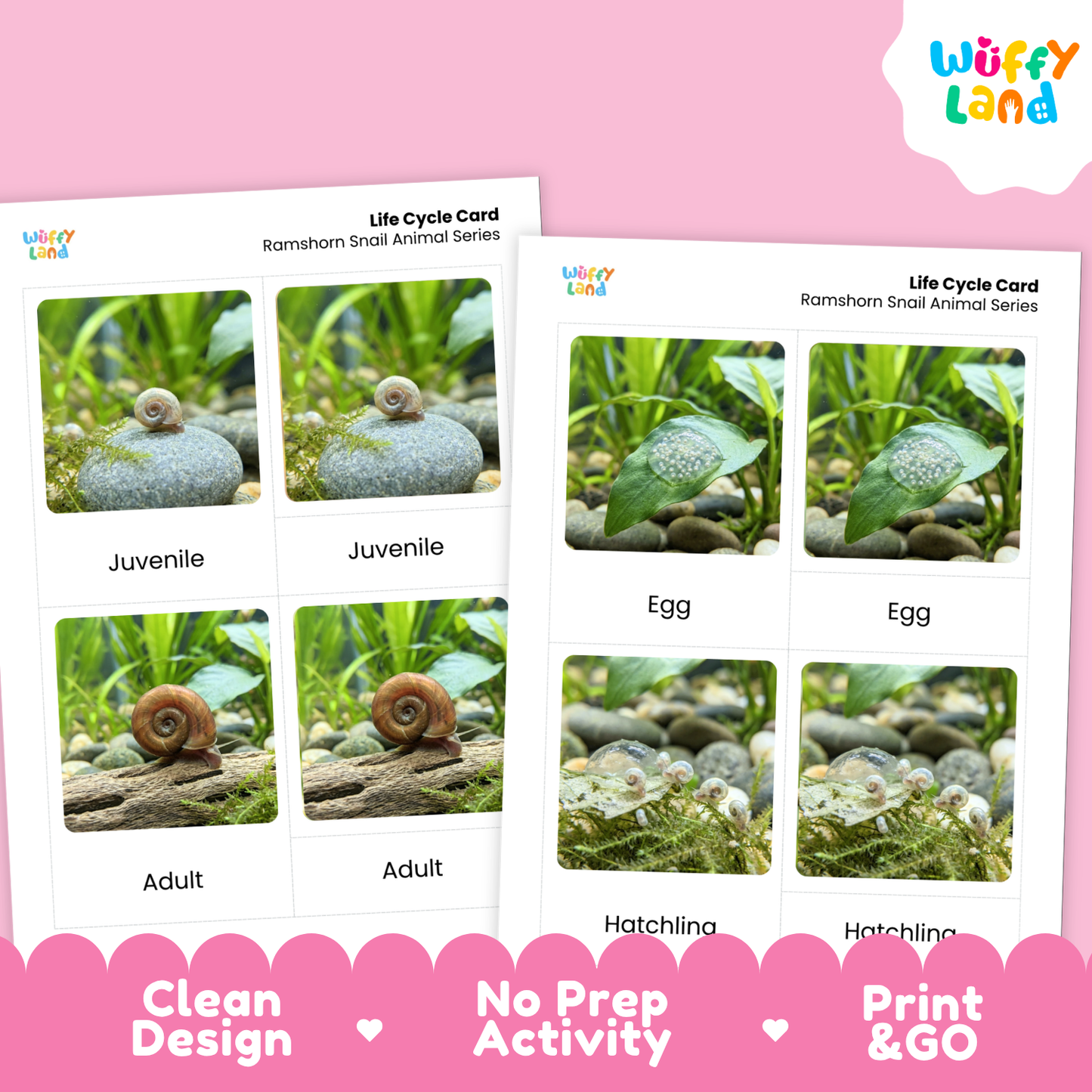 Two printed life cycle cards for a Ramshorn snail animal series shown on a pink background. The cards feature labeled photos of juvenile, adult, egg, and hatchling stages.