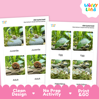 Two printed life cycle cards for a Ramshorn snail animal series shown on a pink background. The cards feature labeled photos of juvenile, adult, egg, and hatchling stages.