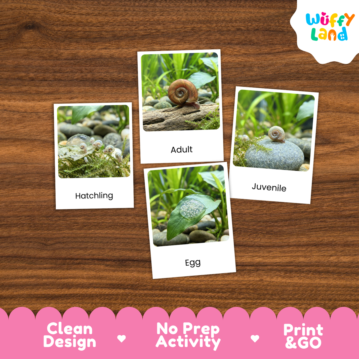 Four educational snail activity cards labeled Hatchling, Adult, Egg, and Juvenile are arranged on a brown wood background. The cards show small snail photos with labels.