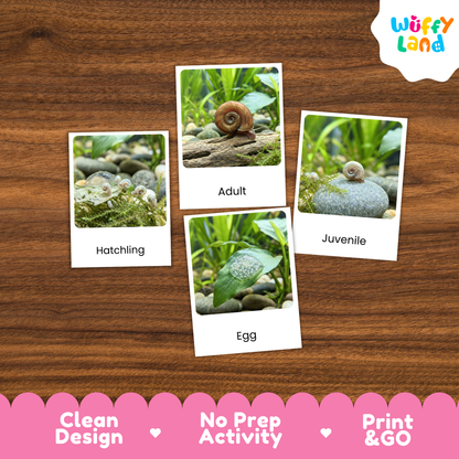 Four educational snail activity cards labeled Hatchling, Adult, Egg, and Juvenile are arranged on a brown wood background. The cards show small snail photos with labels.
