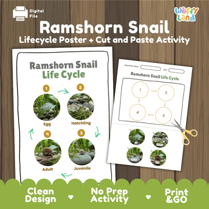Ramshorn Snail Life Cycle Poster and Cut and Paste Activity Worksheet
