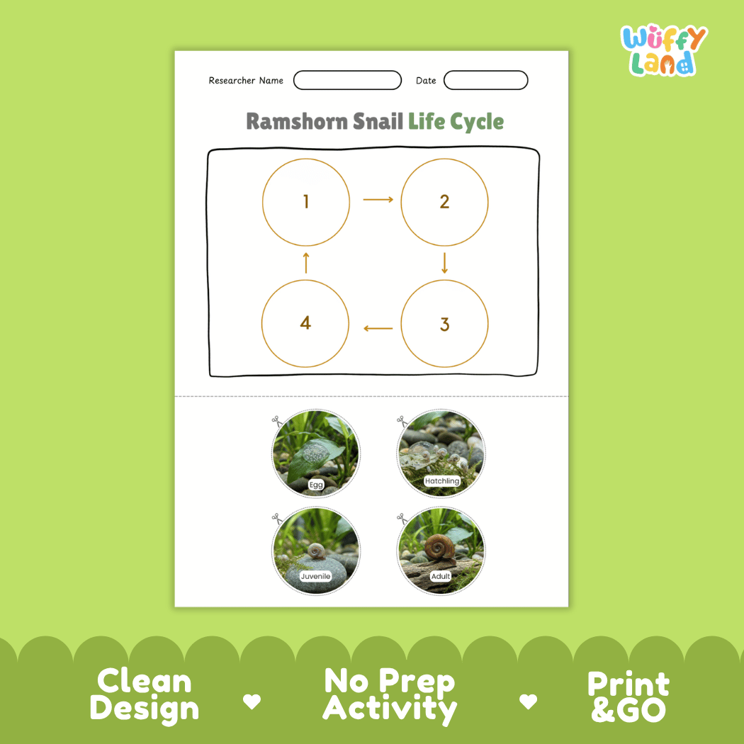 Ramshorn Snail Life Cycle Poster and Cut and Paste Activity Worksheet