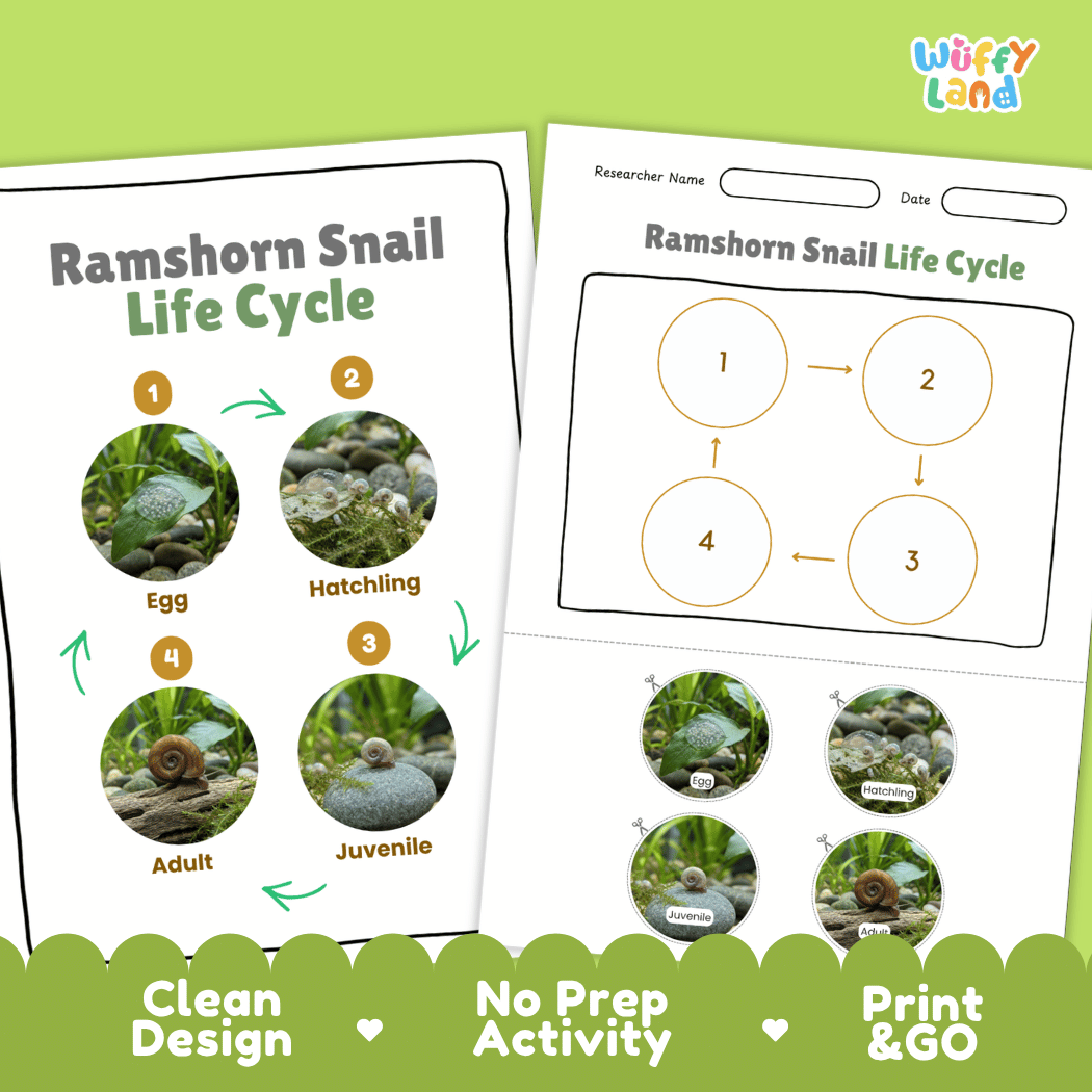 Ramshorn Snail Life Cycle Poster and Cut and Paste Activity Worksheet