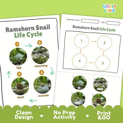 Ramshorn Snail Life Cycle Poster and Cut and Paste Activity Worksheet