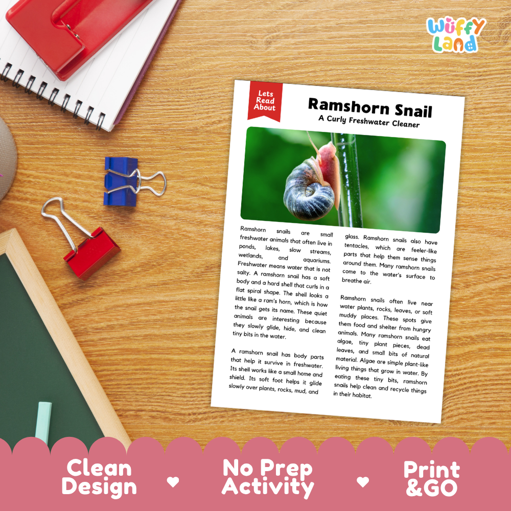 A printed educational activity sheet titled 'Ramshorn Snail' with a small photo of a live snail and text, placed on a wooden desk with notebooks, clips, and a pink promotional banner at the bottom. The 'Wiffly Land' logo appears in the top right.
