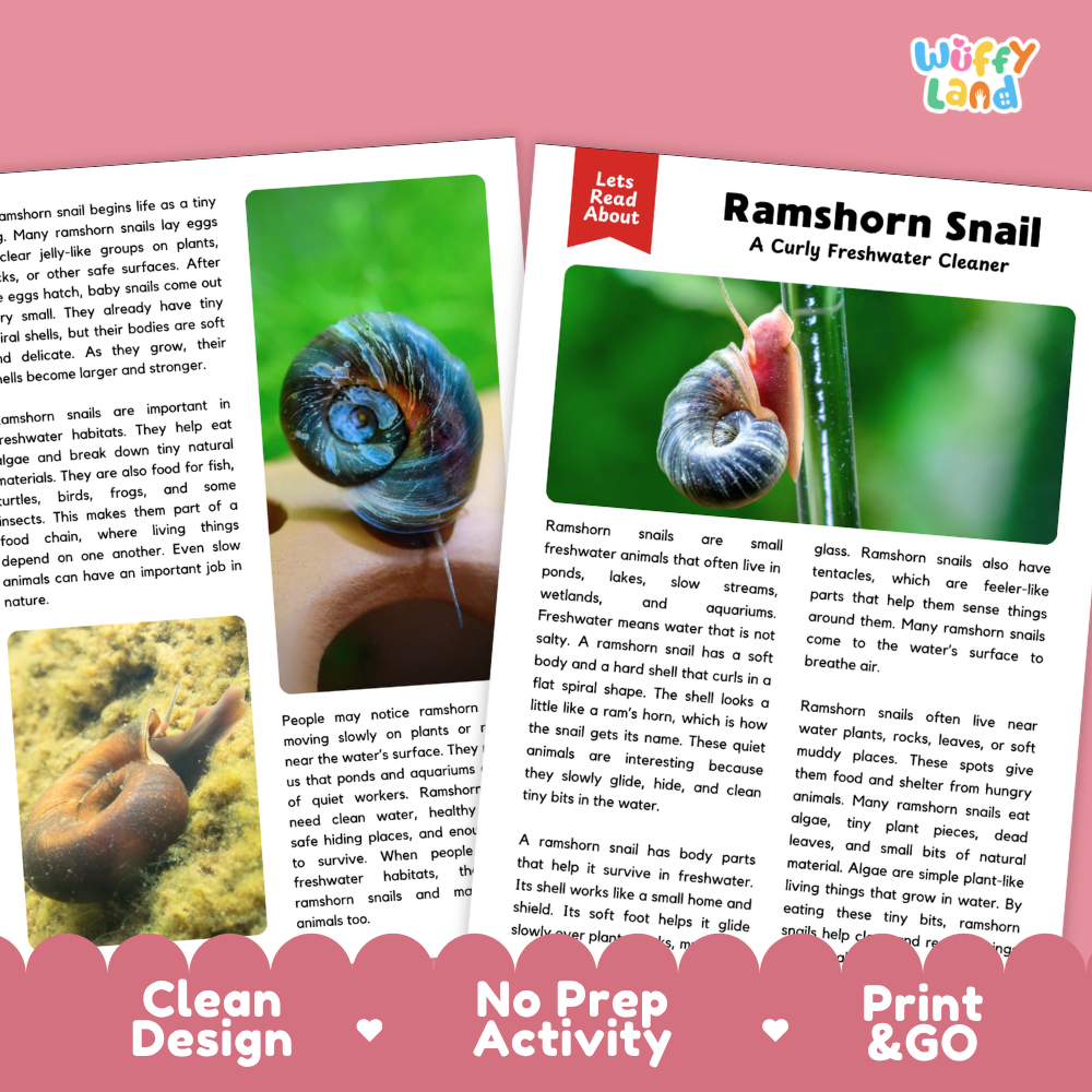 Two printed activity cards for a children's educational activity about ramshorn snails, shown on a white background with pink heart accents. The left card has three green rectangular photo inserts and the right card has the title 'Ramshorn Snail' and activity text.