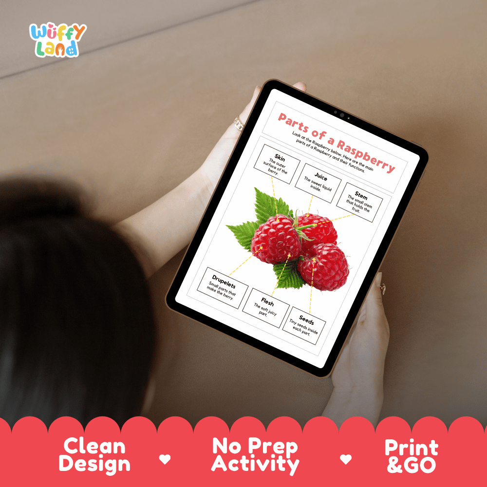 Educational cut and paste raspberry anatomy worksheet with printable word cutout tiles for skin, stem, juice, drupelets, flesh, and seeds