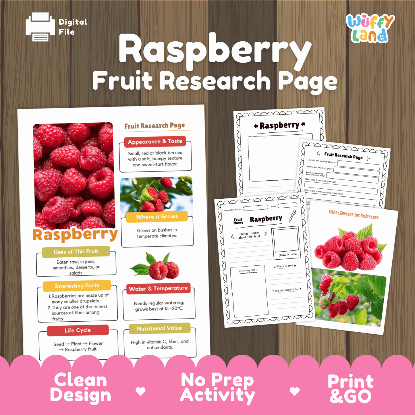 Raspberry Fruit Research Activity Worksheet Science Healthy Eating Summer