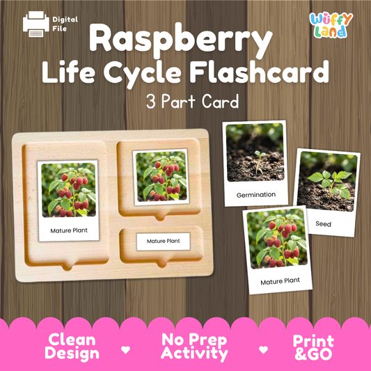 Montessori three-part cards featuring real photographs of raspberry cane growth stages including mature plant, flowering, and germination 🗂️🏷️