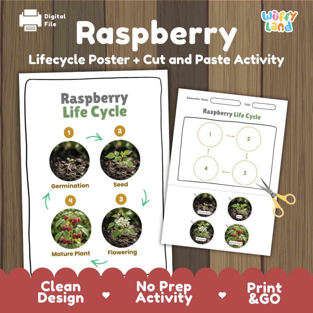 Raspberry Life Cycle Poster and Cut and Paste Worksheet Activity