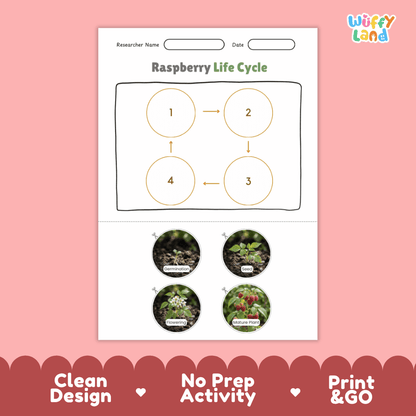 Raspberry Life Cycle Poster and Cut and Paste Worksheet Activity