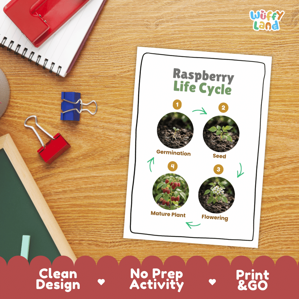 Raspberry Life Cycle Poster and Cut and Paste Worksheet Activity