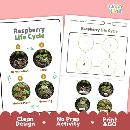 Raspberry Life Cycle Poster and Cut and Paste Worksheet Activity