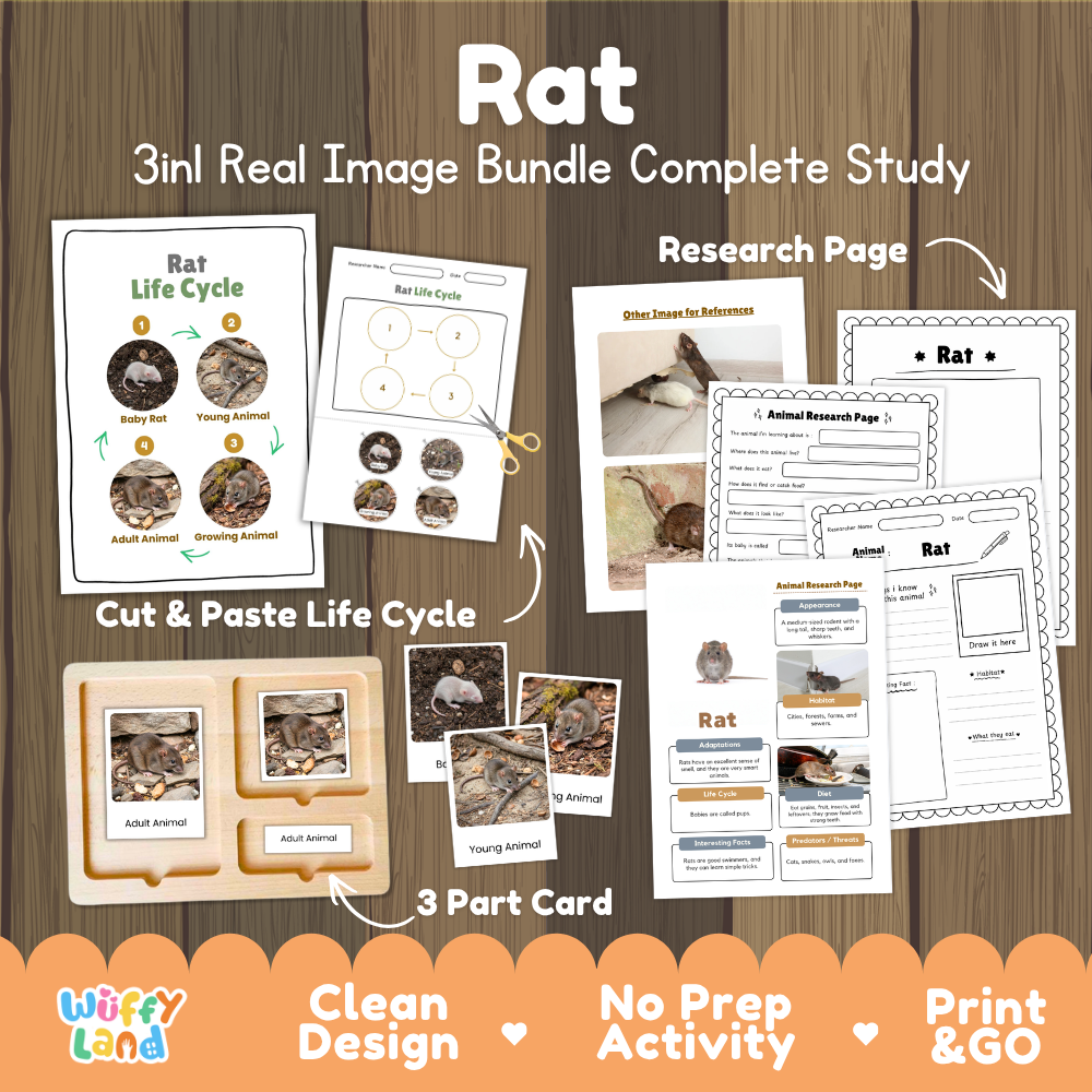 Rat 3-in-1 real image bundle complete study cover showing cut and paste life cycle, 3 part cards, and research pages