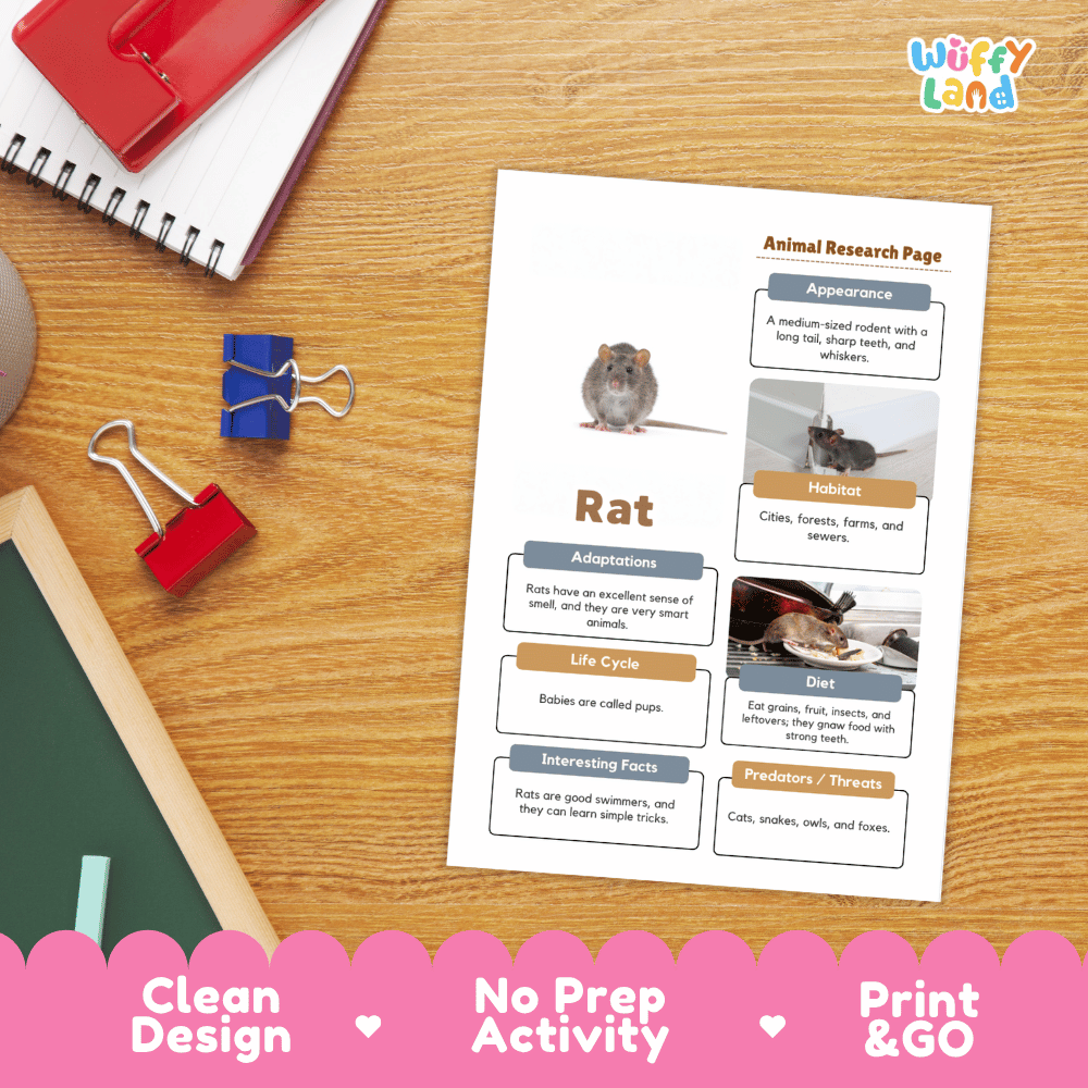Rat Animal Research Page Worksheets and Fact Sheet Activity