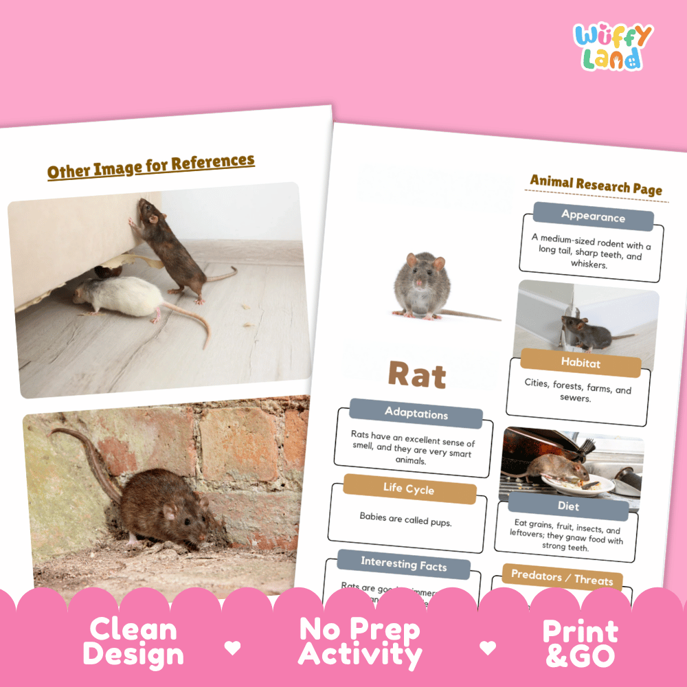 Rat Animal Research Page Worksheets and Fact Sheet Activity