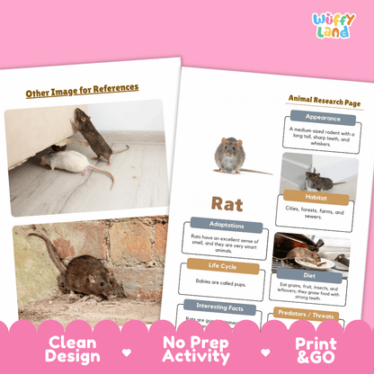 Rat Animal Research Page Worksheets and Fact Sheet Activity