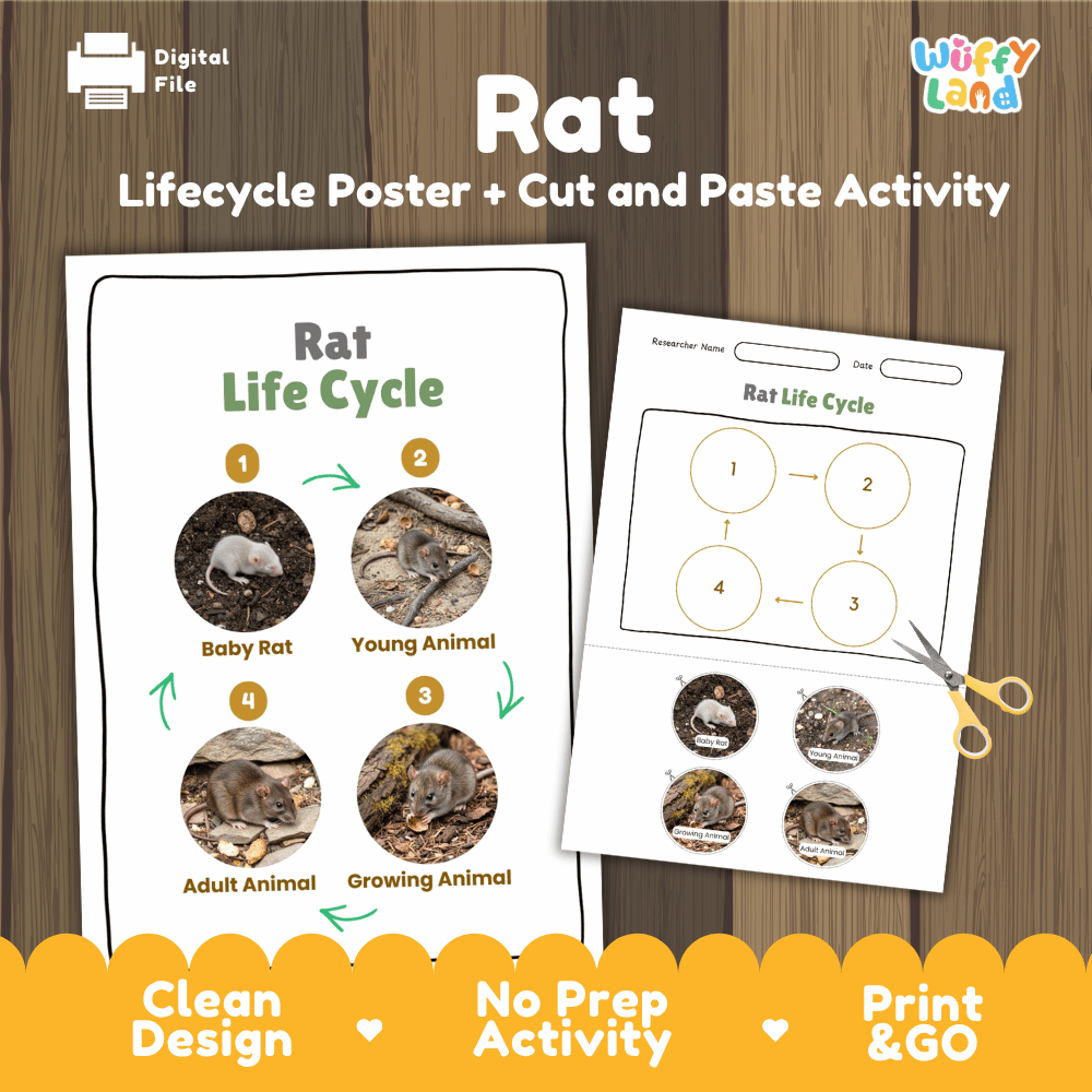Rat Life Cycle Poster and Cut and Paste Activity Worksheets