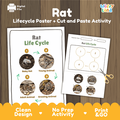 Rat Life Cycle Poster and Cut and Paste Activity Worksheets