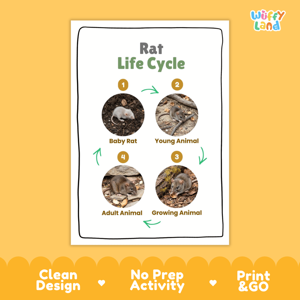 Rat Life Cycle Poster and Cut and Paste Activity Worksheets