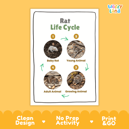 Rat Life Cycle Poster and Cut and Paste Activity Worksheets