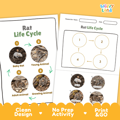 Rat Life Cycle Poster and Cut and Paste Activity Worksheets