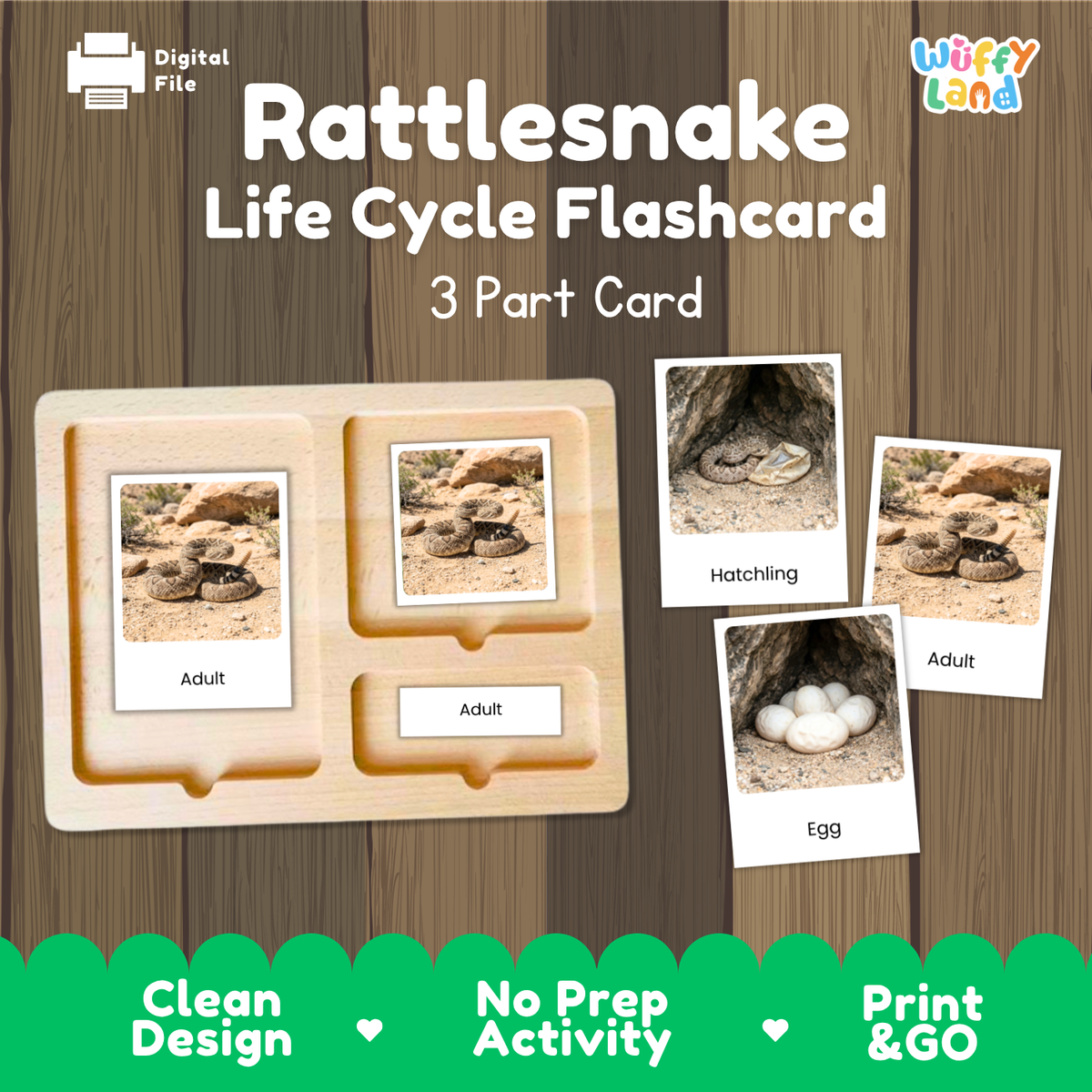Rattlesnake Life Cycle Flashcards 3 Part Cards Montessori Science Activity