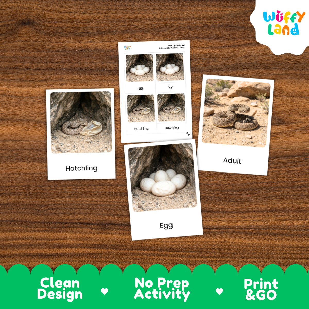 Rattlesnake Life Cycle Flashcards 3 Part Cards Montessori Science Activity