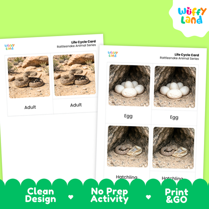 Rattlesnake Life Cycle Flashcards 3 Part Cards Montessori Science Activity