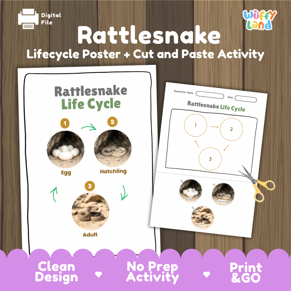 Rattlesnake Life Cycle Poster and Cut and Paste Activity Worksheets