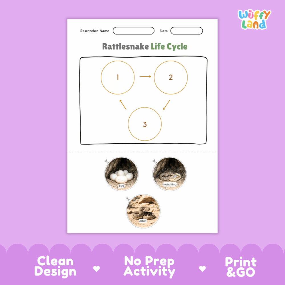 Rattlesnake Life Cycle Poster and Cut and Paste Activity Worksheets