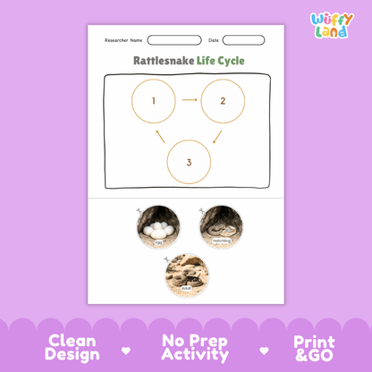 Rattlesnake Life Cycle Poster and Cut and Paste Activity Worksheets