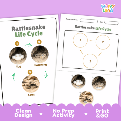 Rattlesnake Life Cycle Poster and Cut and Paste Activity Worksheets
