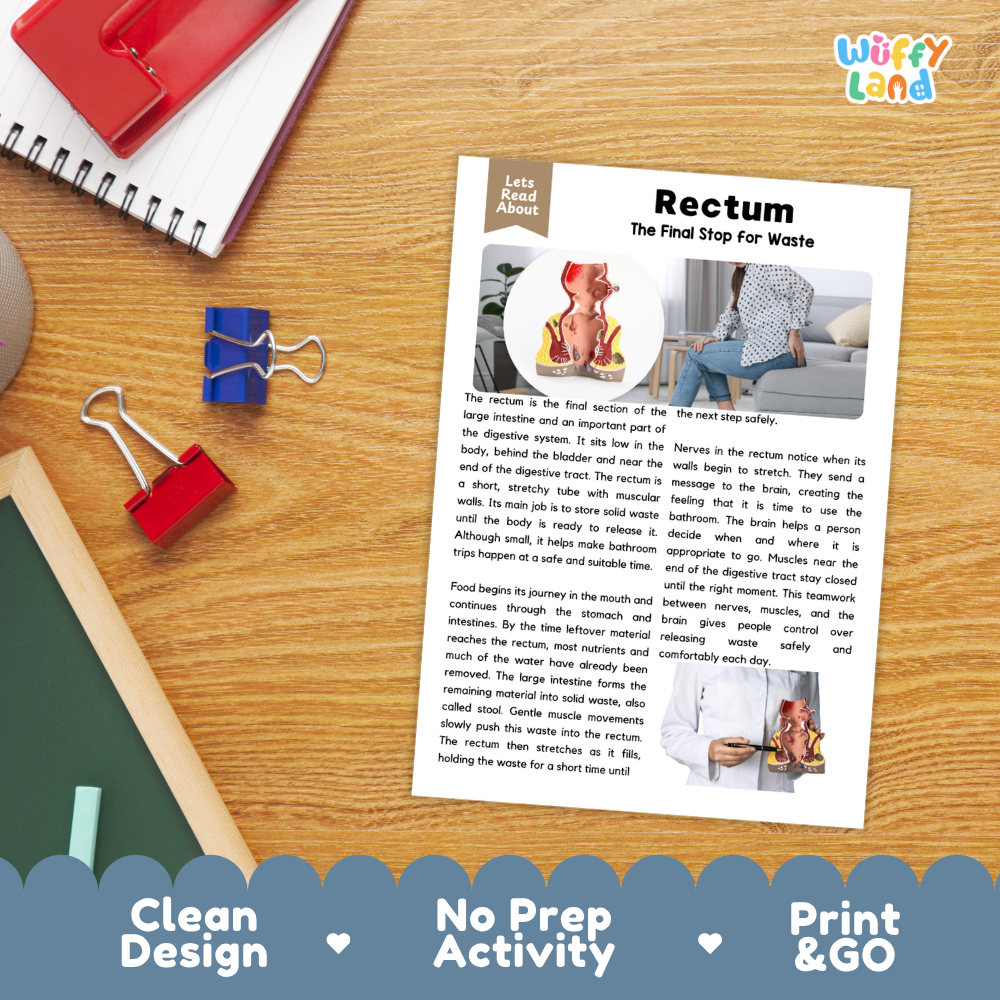 Student reading comprehension worksheet with short-answer questions and lined sections about the human rectum
