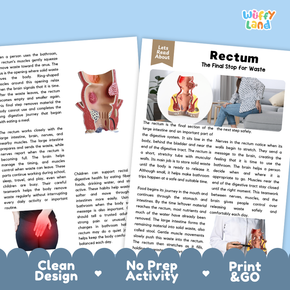 Teacher answer key page showing complete question solutions for Rectum human body reading comprehension practice