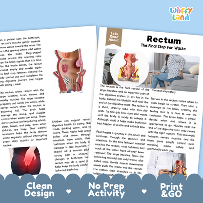 Teacher answer key page showing complete question solutions for Rectum human body reading comprehension practice