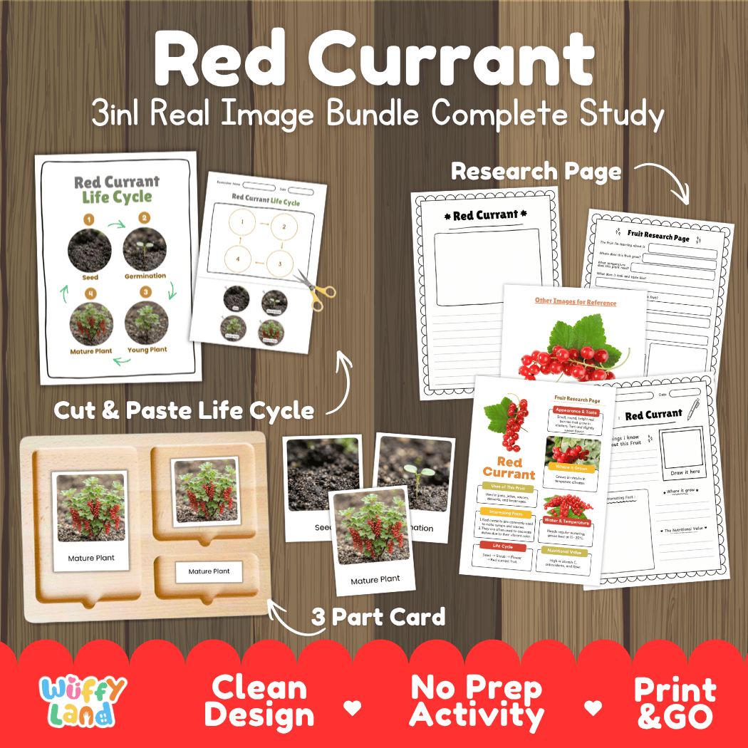 Complete Red Currant 3-in-1 real image study bundle featuring cut and paste worksheets, Montessori 3-part cards, and research pages 🍒🌱