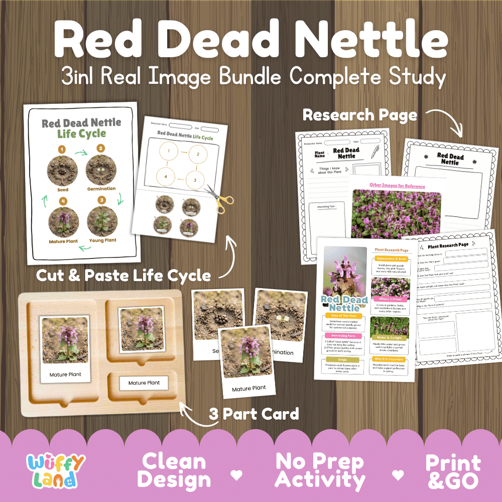 Red dead nettle plant life cycle 3-in-1 complete study bundle featuring real images, Montessori 3-part cards, cut and paste activities, and research pages