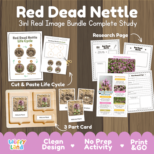 Red dead nettle plant life cycle 3-in-1 complete study bundle featuring real images, Montessori 3-part cards, cut and paste activities, and research pages